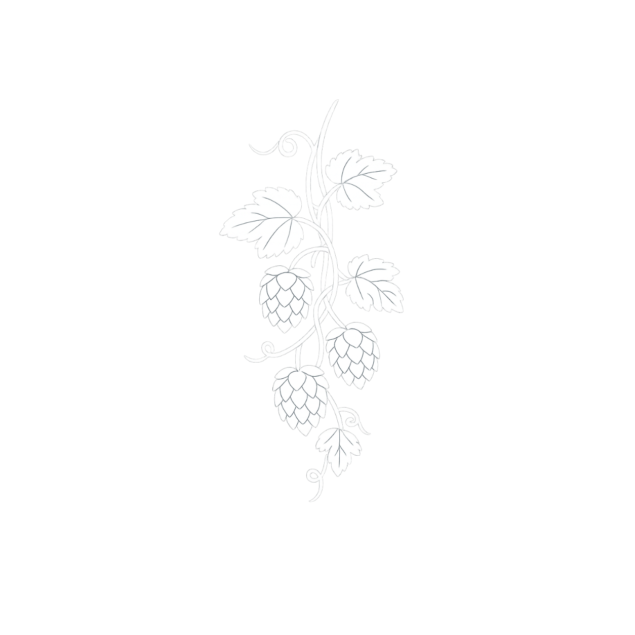 Crataegus monogyna &mdash; illustrazione botanica