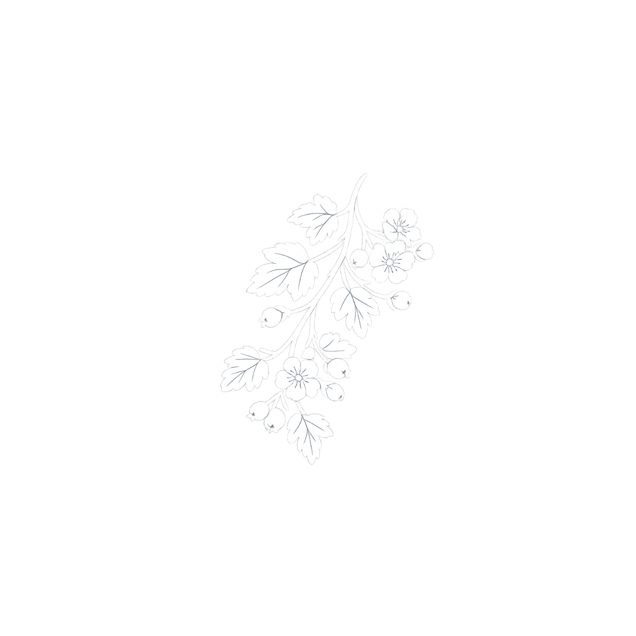 Humulus lupulus &mdash; illustrazione botanica