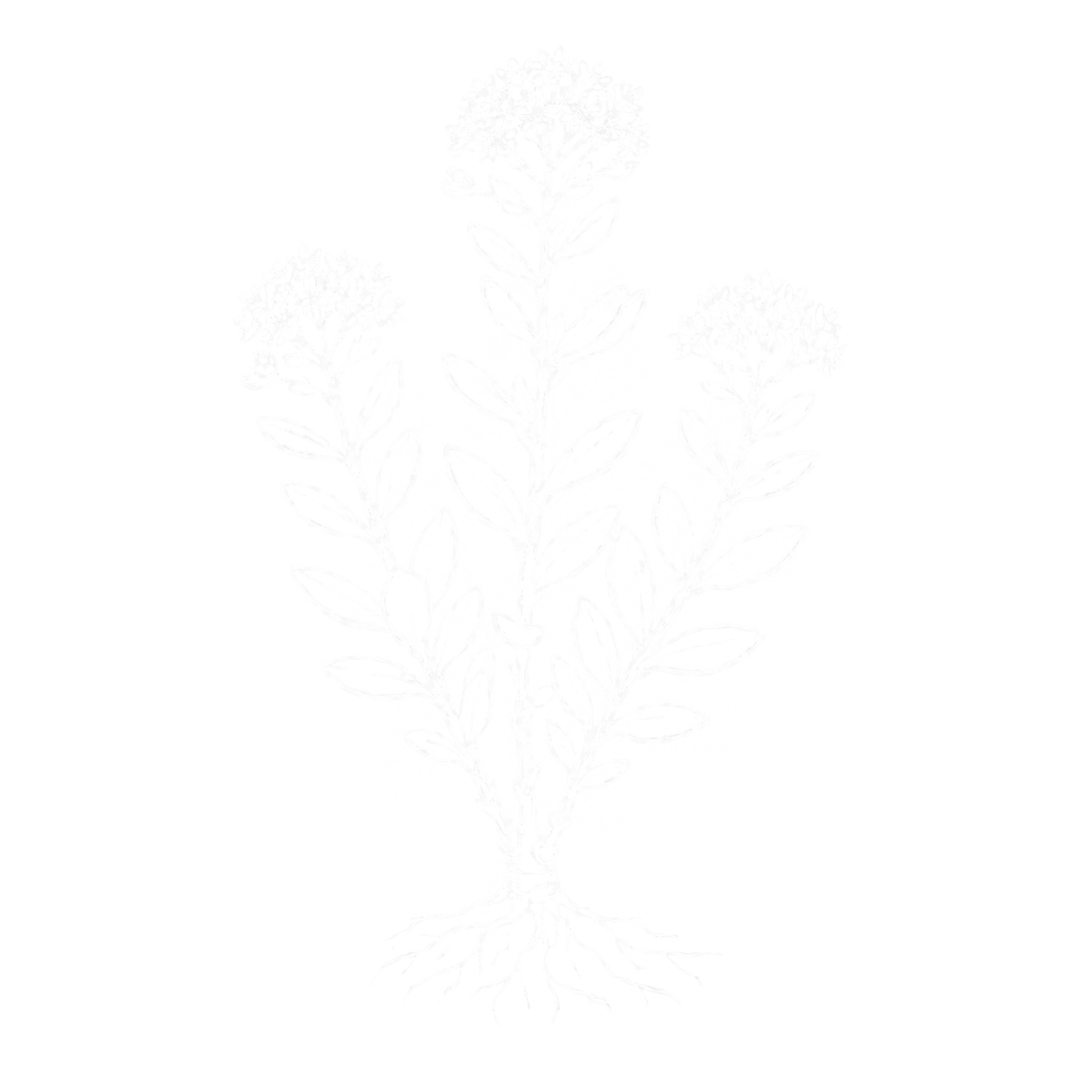 Rodiola &mdash; illustrazione botanica